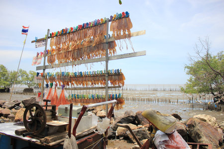 squidの写真素材