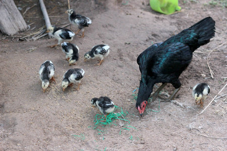 chickenの写真素材