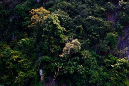 Green forest Fertileの写真素材