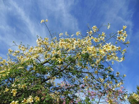 Flowers of Chorisia treeの写真素材