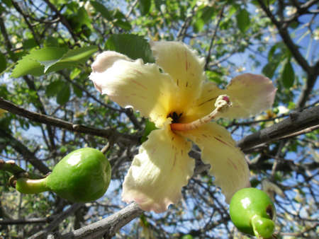 Flower of Chorisia tree with a bee insideの写真素材