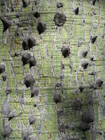 Spines of the trunk of a Chorisia treeの写真素材