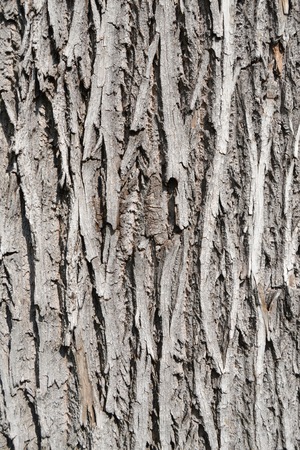 Bark of ash tree  Fraxinus ornus の写真素材