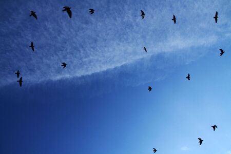 a group of birds flying in a migration trip on a blue sky with a soft cloud.の写真素材
