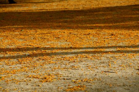 yellow flowers on the ground at the park in springの写真素材