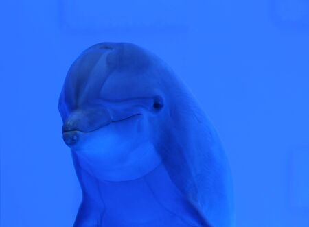 blue dolphin underwater swimming and looking at us, great wildlife backgroundの写真素材
