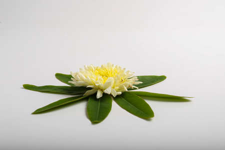 Marigold Flower rangoli Design with green leaf for traditional Festival.の写真素材
