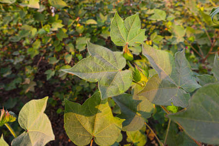 Pigeon pea crop field.