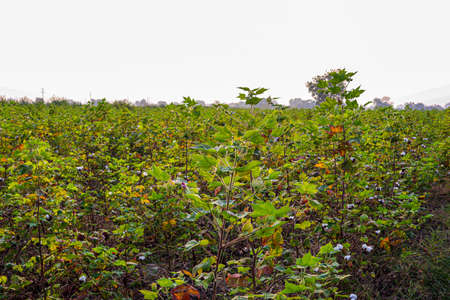 Pigeon pea crop field.