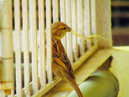 The house sparrow (Passer domesticus) is a bird of the sparrow family Passeridae, found in most parts of the worldのeditorial素材