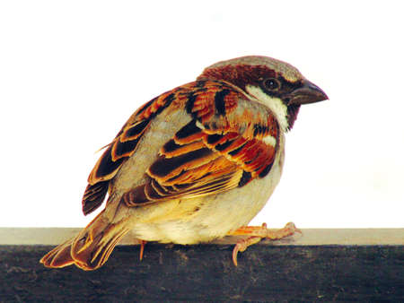 The house sparrow (Passer domesticus) is a bird of the sparrow family Passeridae, found in most parts of the worldのeditorial素材
