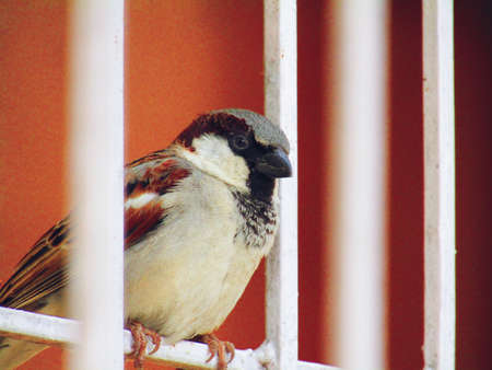 The house sparrow (Passer domesticus) is a bird of the sparrow family Passeridae, found in most parts of the worldのeditorial素材
