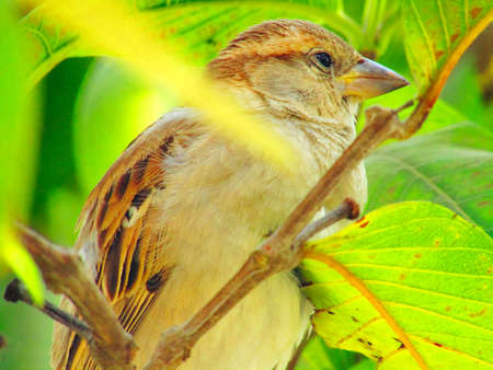 The house sparrow (Passer domesticus) is a bird of the sparrow family Passeridae, found in most parts of the worldのeditorial素材