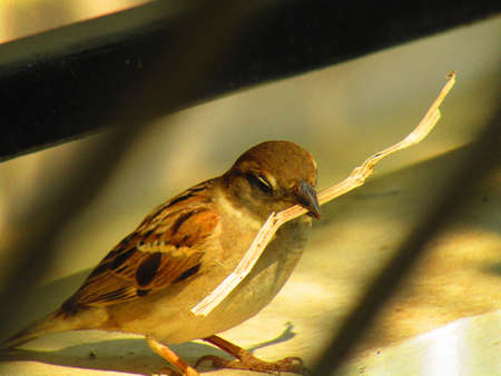 The house sparrow (Passer domesticus) is a bird of the sparrow family Passeridae, found in most parts of the worldのeditorial素材