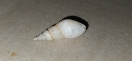 Beautiful white seashell of different shapes in hand
