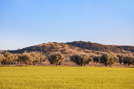Mountain with olive trees behind a field of green stems and a blue skyの写真素材