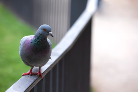 Gray pigeon on railing looking to the sideの写真素材
