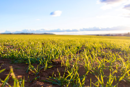 Plant stems in the green field under blue sky bottom view