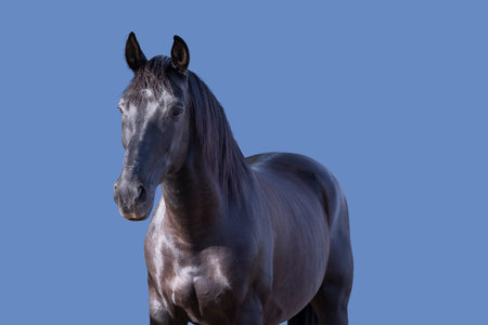 Black horse on a blue background.without anyoneの写真素材