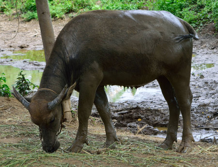  Buffalo in field, Thailand の写真素材