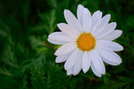 Daisy flowers in the nature.の写真素材
