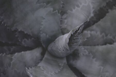 gray agave wallpaper, succulent, drought-resistant plants.の写真素材
