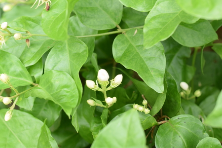 White Jasmine flowers with green leaves