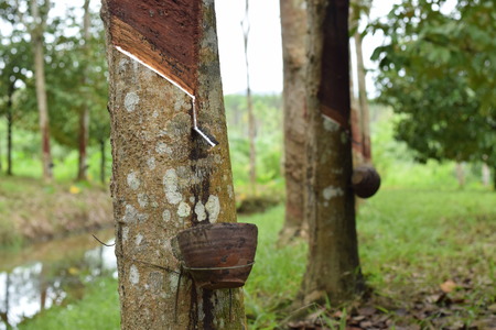 Milky Latex extracted from rubber tree , Source of natural rubber tree in thailand location
