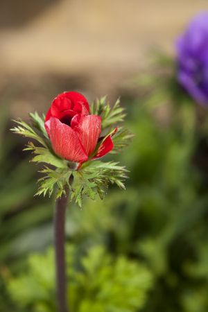 Blossoming red flowerの写真素材