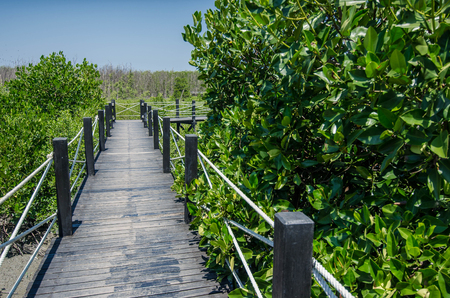 wooden bridge at mangrove forest in Thailandの写真素材
