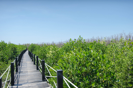 mangrove forest in Thailandの写真素材
