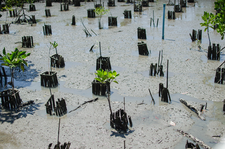 mangrove forest in Thailandの写真素材