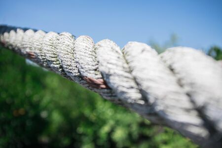 rope on the bridge in mangrove forestの写真素材