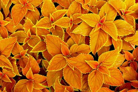 Background of coleusの写真素材