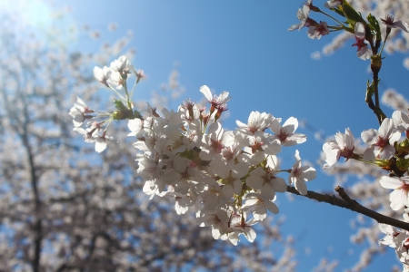 Cherry blossoms against clear blue skyの写真素材