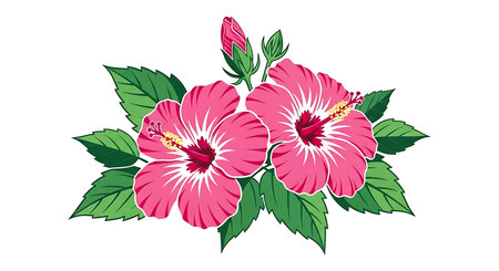 A colorful illustration of two bright pink hibiscus flowers with green leaves and a bud, set against a white background.の素材