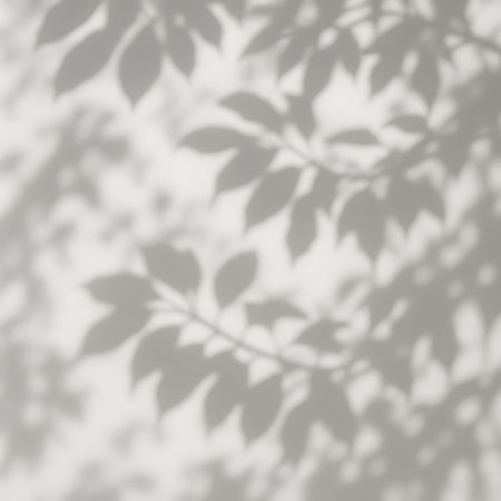 Leaf Shadows on White Wall backgroundの素材