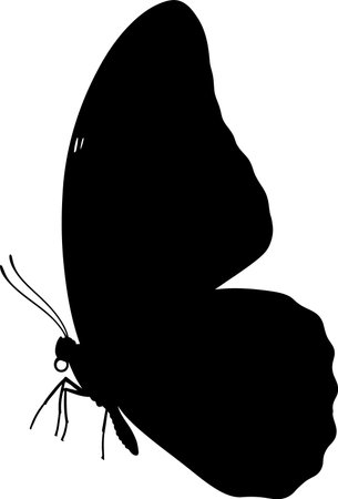 silhouette of a butterfly, isolated on a white background.のイラスト素材