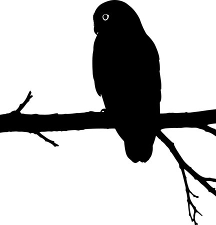 Vector silhouette of owl on white background. Symbol of nature, bird.のイラスト素材