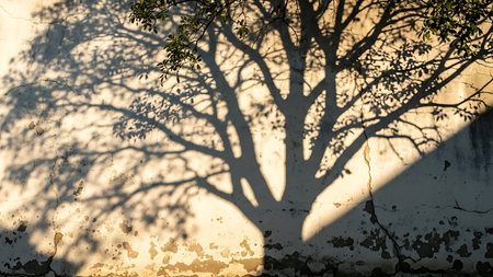 Serene tree shadow on a weathered wall at sunrise, evoking tranquility and natural beautyの素材