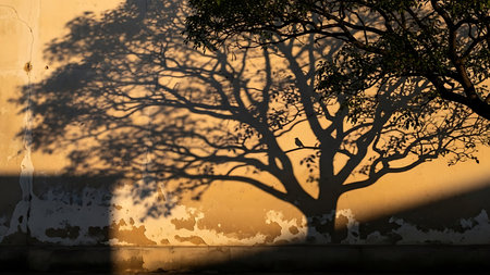 A tree's shadow on a weathered wall at sunset with a bird perchedの素材