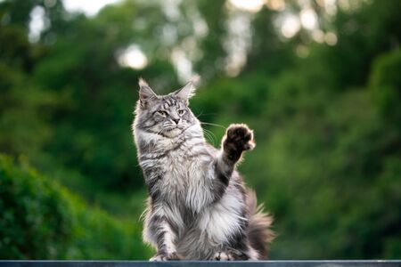 silver tabby maine coon cat outdoors in the back yard playingの写真素材