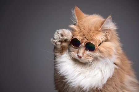 funny studio shot of cool maine coon cat wearing sunglassesの写真素材