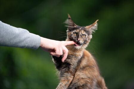 cute maine coon kitten biting finger outdoors looking at camera funnyの写真素材