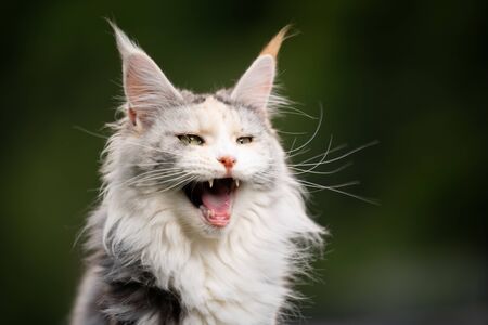 maine coon cat with mouth open meowing outdoorsの写真素材
