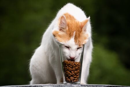 cat trying to reach dried food in glassの写真素材