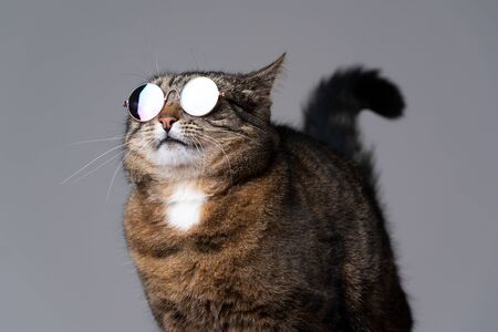 studio shot of funny looking cool tabby cat with sunglassesの写真素材