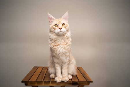 beautiful silver cream tabby maine coon cat sitting on wooden table in front of beige background with copy spaceの写真素材
