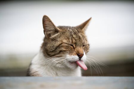 funny portrait of a tabby white cat sticking out tongueの写真素材