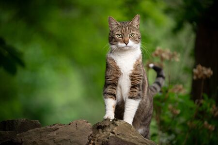 tabby white cat outdoors in green nature stading on a stone looking at cameraの写真素材